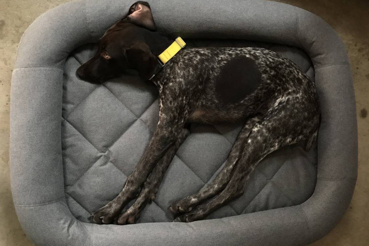 My Pup Loves the YETI Dog Bed, But She Doesn't Have to Pay for It GearJunkie