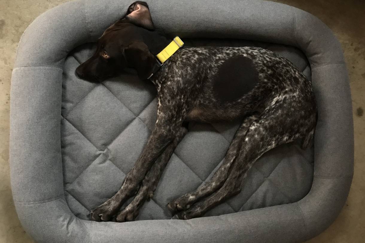 My Pup Loves the YETI Dog Bed, But She Doesn't Have to Pay for It