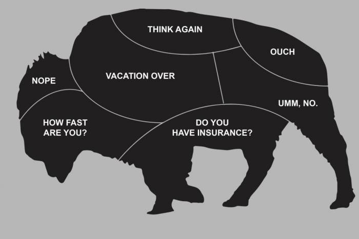 How to Pet a Bison