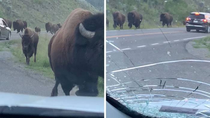 ‘Didn’t Take the Insurance’: Watch Bison Slam Rental Car