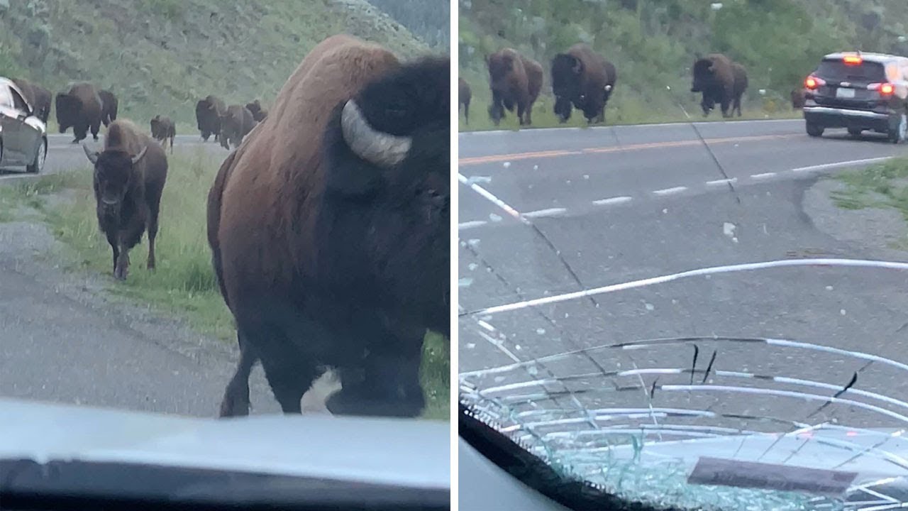 ‘Didn’t Take the Insurance’: Watch Bison Slam Rental Car