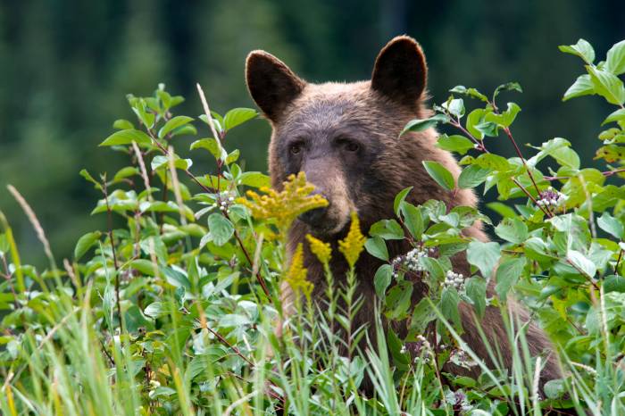 Grizzly Bear Glacier National Park