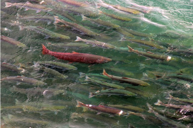 Sockeye salmon spawning. Photo: NPS