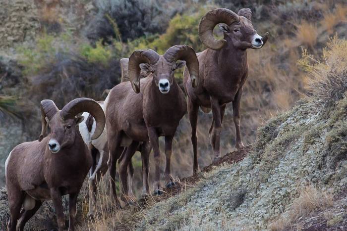 3 New Threats Put Public Lands at Risk