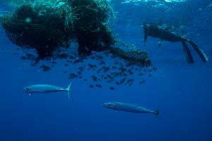 Tarpon Record to North Pole Exploration: This Week in Adventure Ben Lecomte pacific garbage patch swim