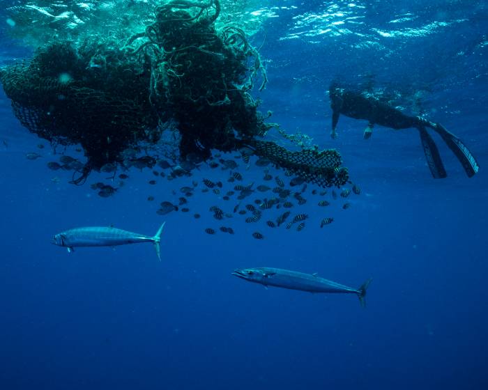 Fish and diver near Ben Lecomte pacific garbage patch