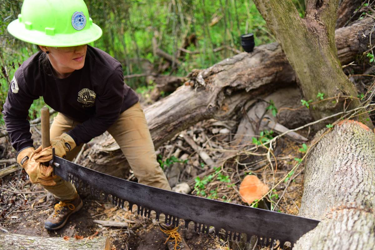 The Crosscut Saw Still the Best Tool for Some Wild Jobs GearJunkie