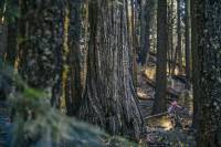 How Mountain Biking Saved a Dying Town How Mountain Biking Saved a Dying Town