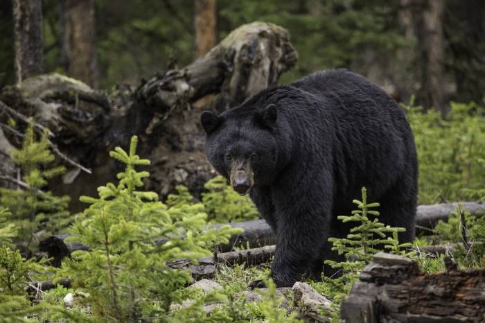 A black bear slowing walking towards camera in lush green forest