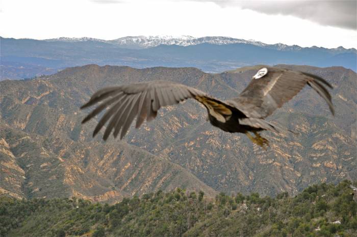 a tagged California Condor flying over mountains