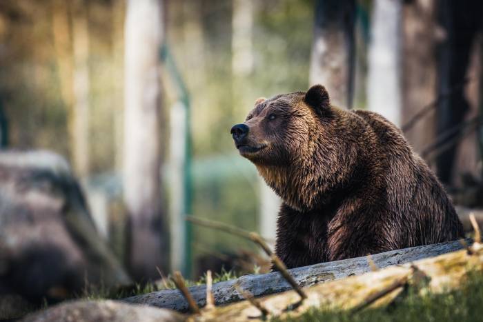 4th Hunter Attacked by Grizzly in Same Montana Mountain Range