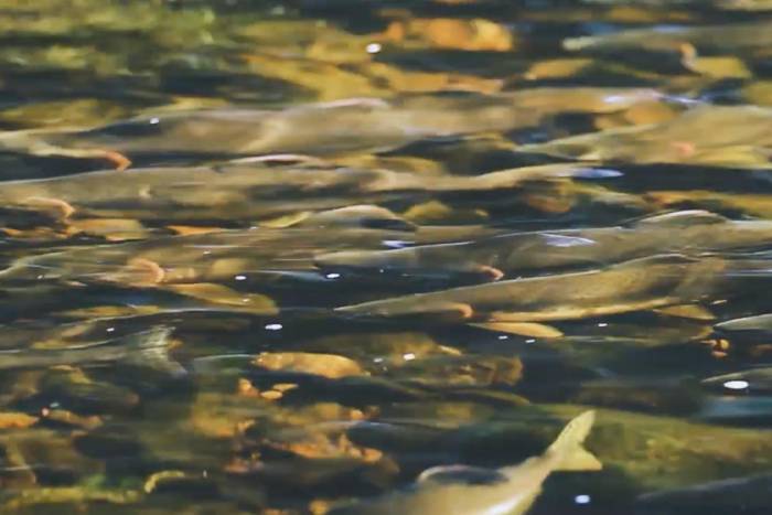 David Attenborough Explains the Plight of Salmon in Short Film ‘Year of the Salmon’