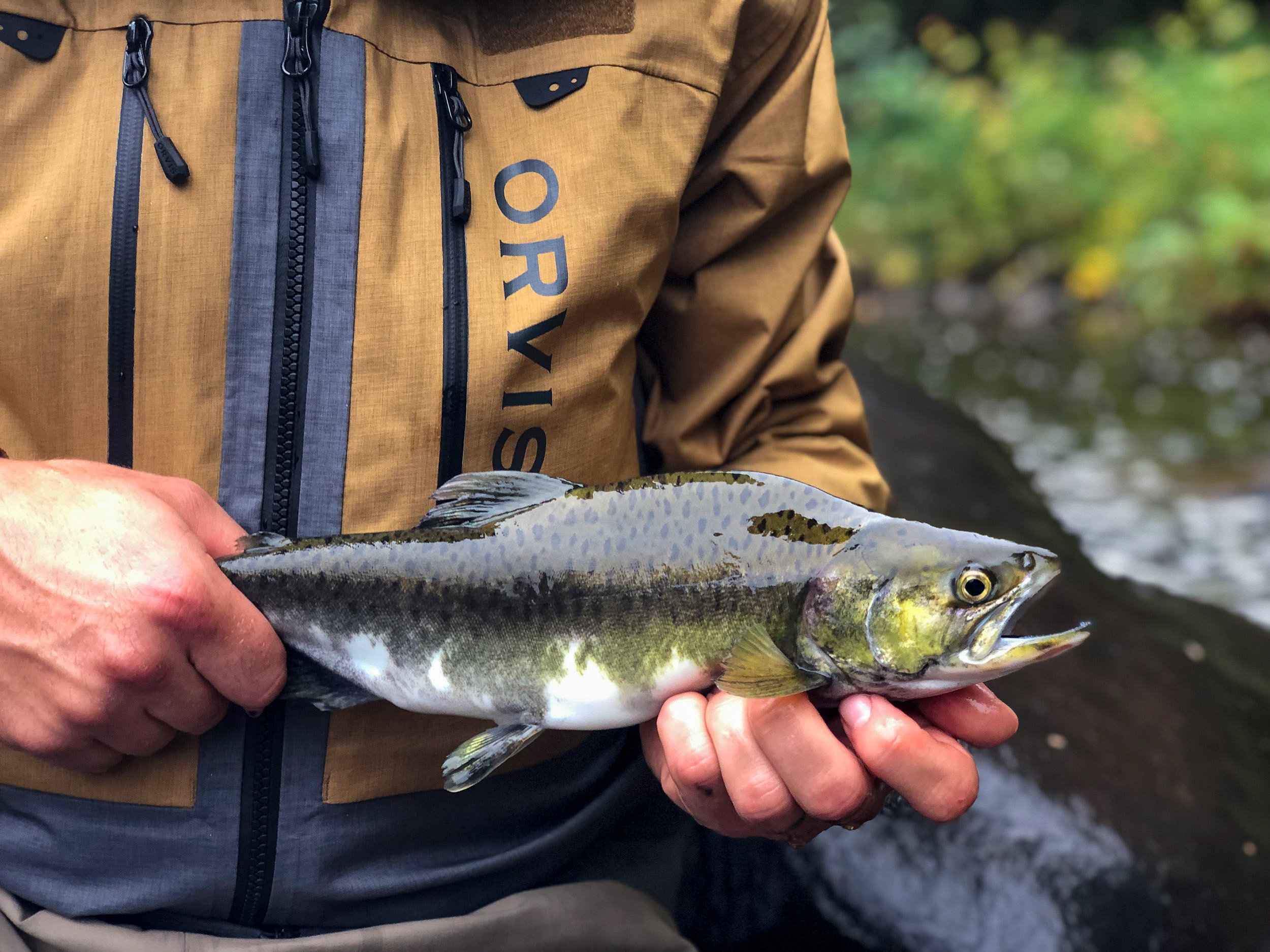 Fly Fisherman Holding Pink Salmon Fish River Fly Fisherman Holding Pink Salmon Fish River