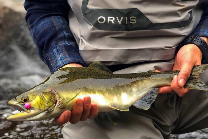 Fly Fisherman Holding Pink Salmon Fish River