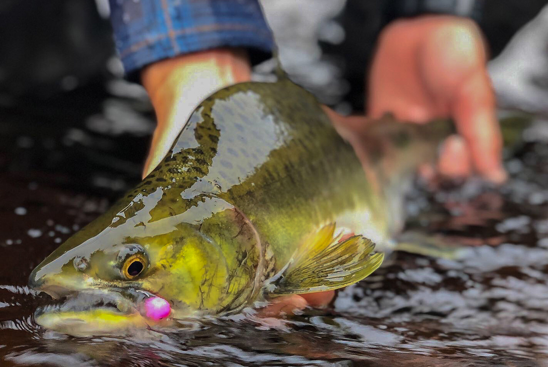 Fly Fisherman Holding Pink Salmon Fish River Fly Fisherman Holding Pink Salmon Fish River
