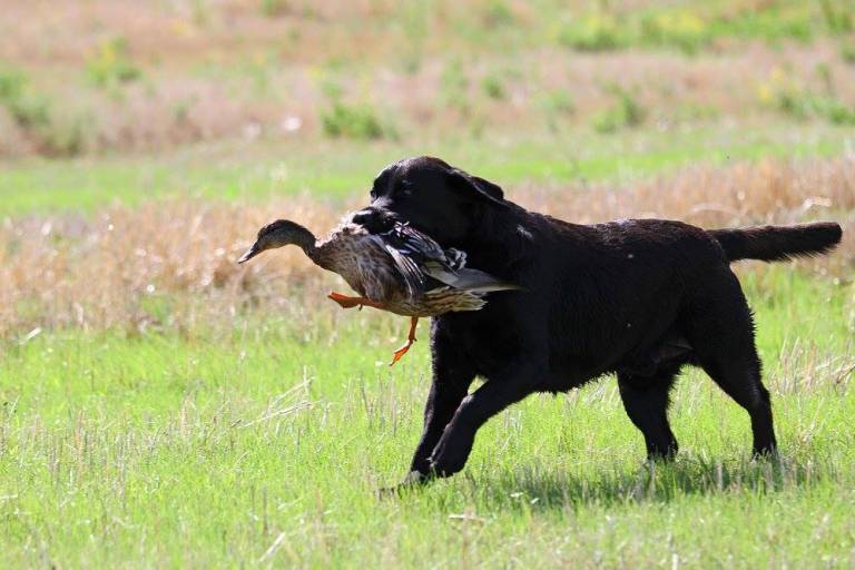 The Best Dogs for Waterfowl Hunting, Quantified