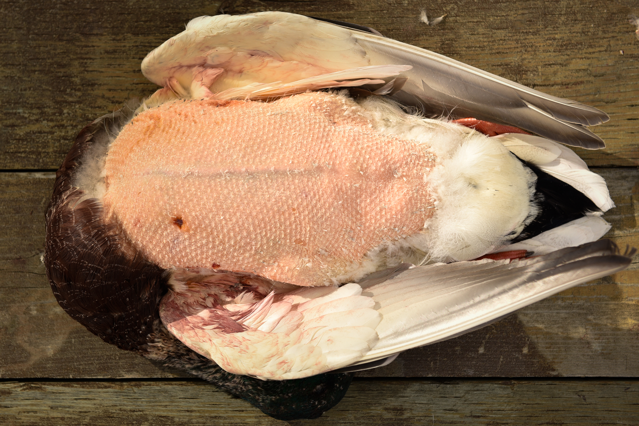 breasting-a-bird-1-header-photo breasting-a-bird-1-header-photo