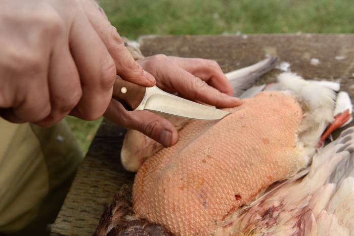 How to Dress a Duck — and Most Game Birds