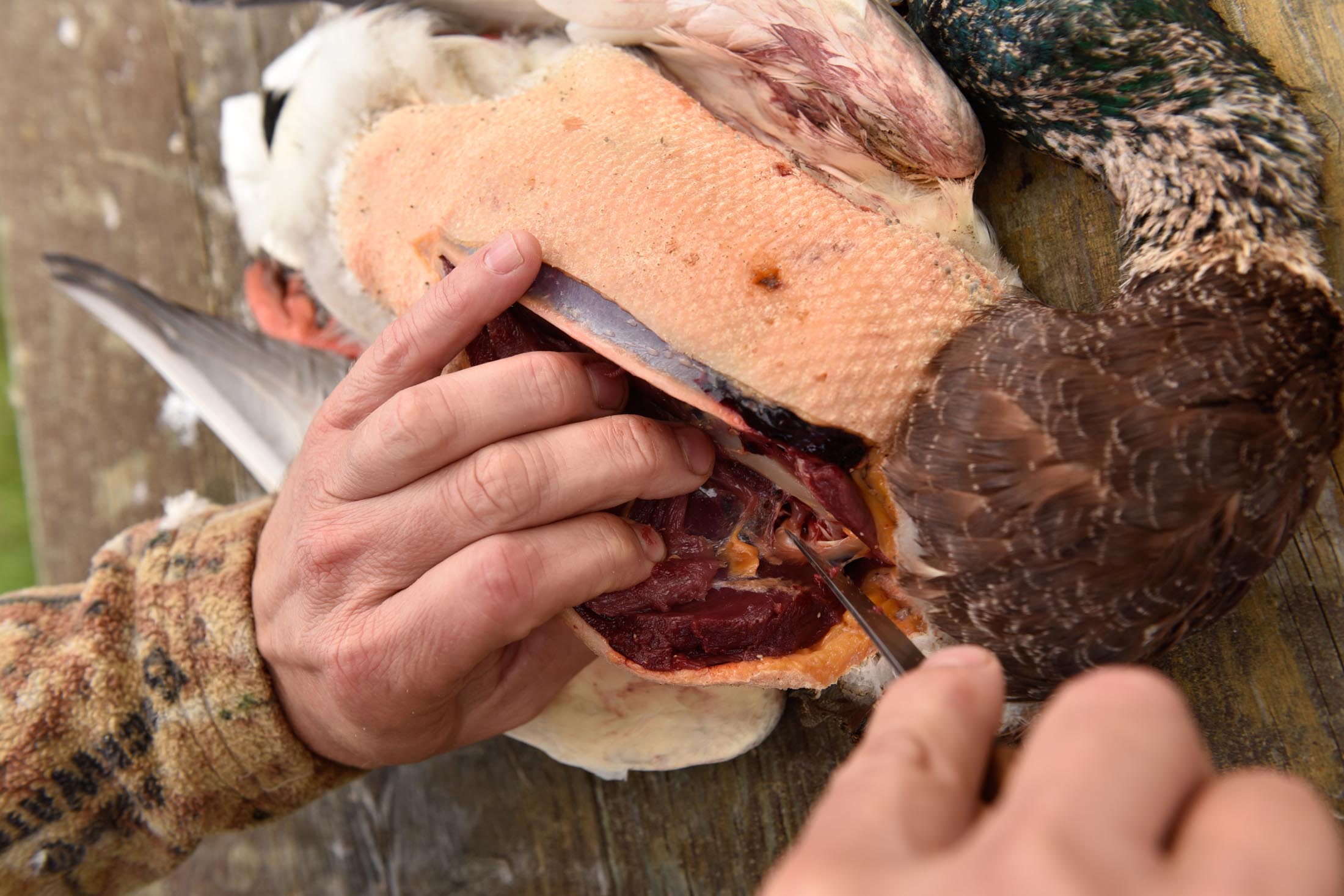 breasting-a-bird-5 breasting-a-bird-5