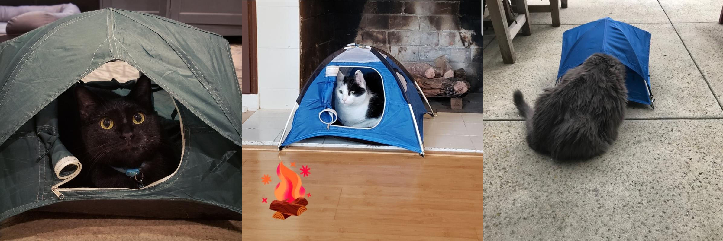 cats-in-tiny-tents