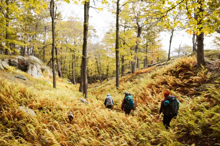 Hikers walking on trail
