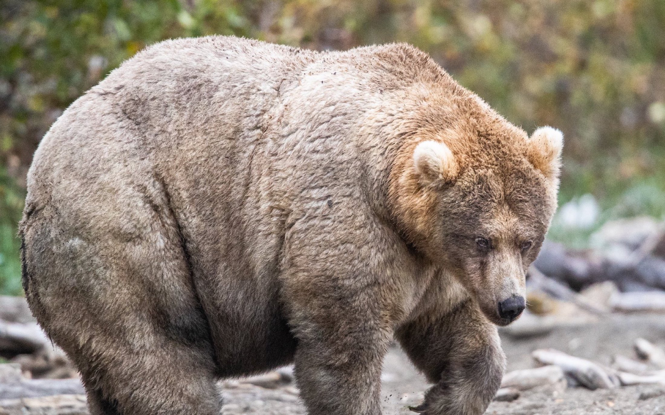 Meet 435 Holly, Queen of the Katmai Fat Bears