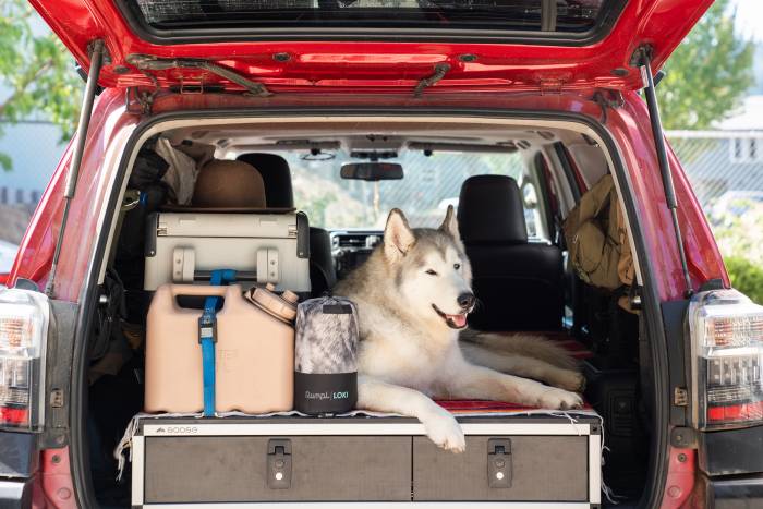 Rumpl dog blanket with Loki husky sitting in back of car with gear and trunk open