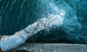 ‘Artifishal’: Patagonia Releases Film Dedicated to Plight of Wild Salmon