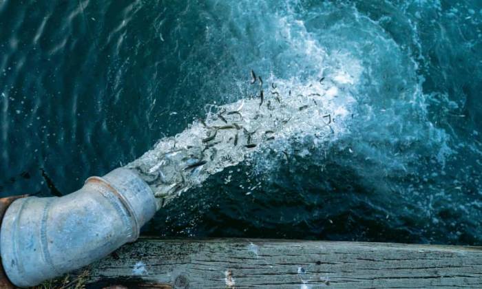 ‘Artifishal’: Patagonia Releases Film Dedicated to Plight of Wild Salmon