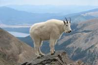 Boycott Backcountry: Customers Slam Retailer Over Backcountry Boycott mountain goat