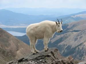Backcountry Boycott mountain goat
