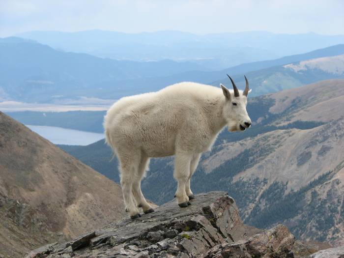 Backcountry Boycott mountain goat