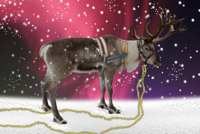 It’s Time to Save Santa’s North American Reindeer