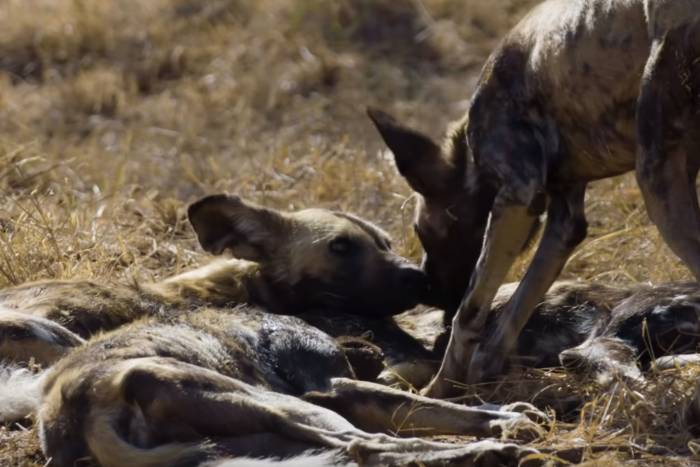 How to Unite a Pack of African Wild Dogs (Hint: It’s Real Weird)