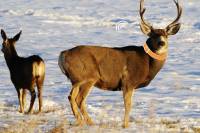 GPS Collaring Wildlife Is Vitally Important: Here's Why GPS Collaring Wildlife Is Vitally Important: Here's Why