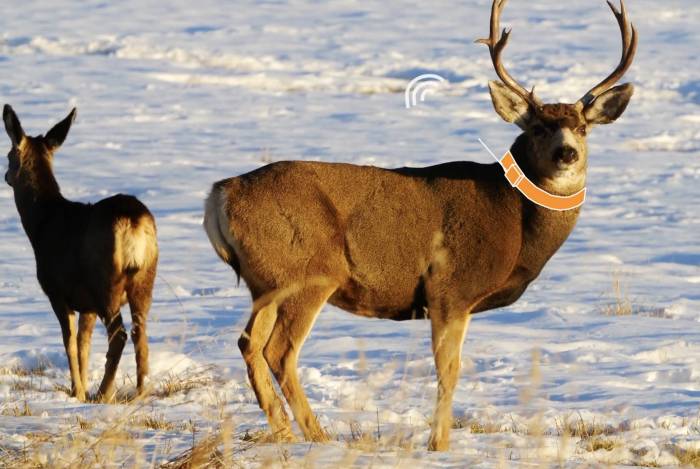 GPS Collaring Wildlife Is Vitally Important: Here’s Why