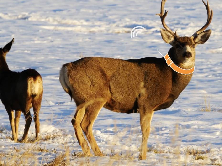 GPS Collaring Wildlife Is Vitally Important: Here's Why GPS Collaring Wildlife Is Vitally Important: Here's Why