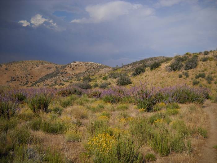 Even in the desert, wildflowers bloom in spring. The purple flower is poodledog brush, an irritant when touched. Photo by Liz Thomas