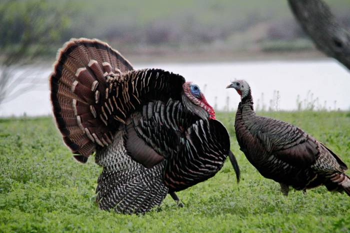 Nebraska Halts Sales of Nonresident Turkey Tags in Response to COVID-19