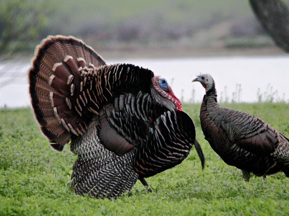 Nebraska Halts Sales of Nonresident Turkey Tags in Response to COVID-19 Nebraska Halts Sales of Nonresident Turkey Tags in Response to COVID-19