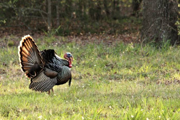 Turkey and Bear Seasons Are Opening: What Hunters Need to Know