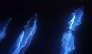 Dolphins ‘Glow’ While Swimming Through Bioluminescence
