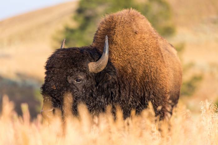 bison in yellowstone