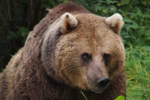 Bear ‘Sentenced to Death’ After Attacking Hikers in Italy