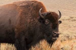 Bison Gores 72-Year-Old Woman Taking Pic in Yellowstone