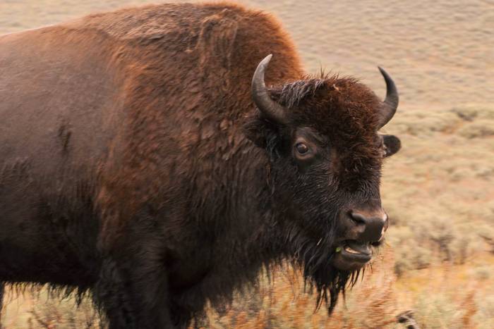 bison