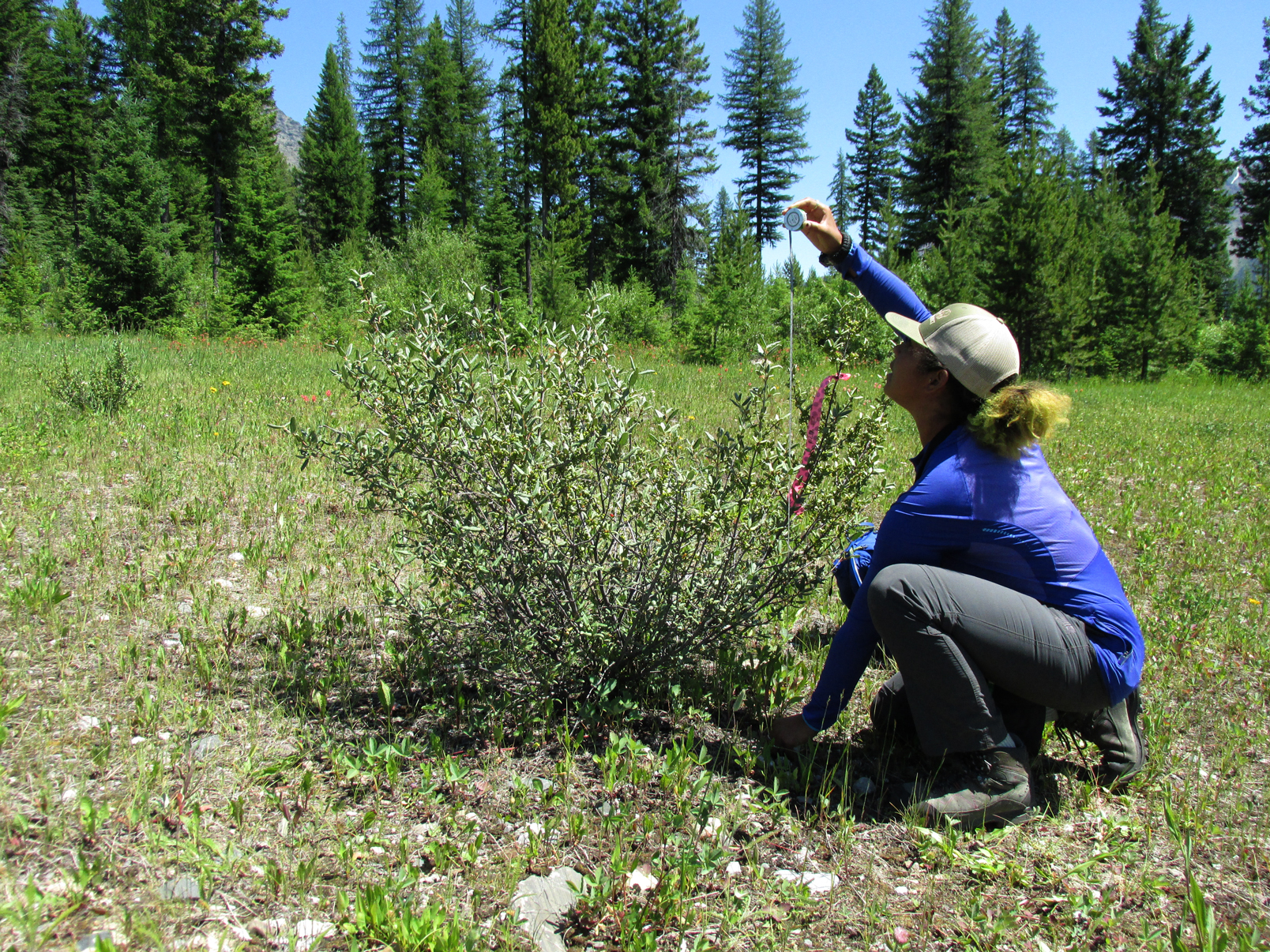 Black Birders Week Back in Nature Black Birders Week Back in Nature