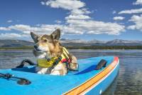 The Best Dog Life Jackets for Your Pup best dog life jackets of 2020