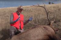 Watch: Quartering an Elk Using the Gutless Method Watch: Quartering an Elk Using the Gutless Method