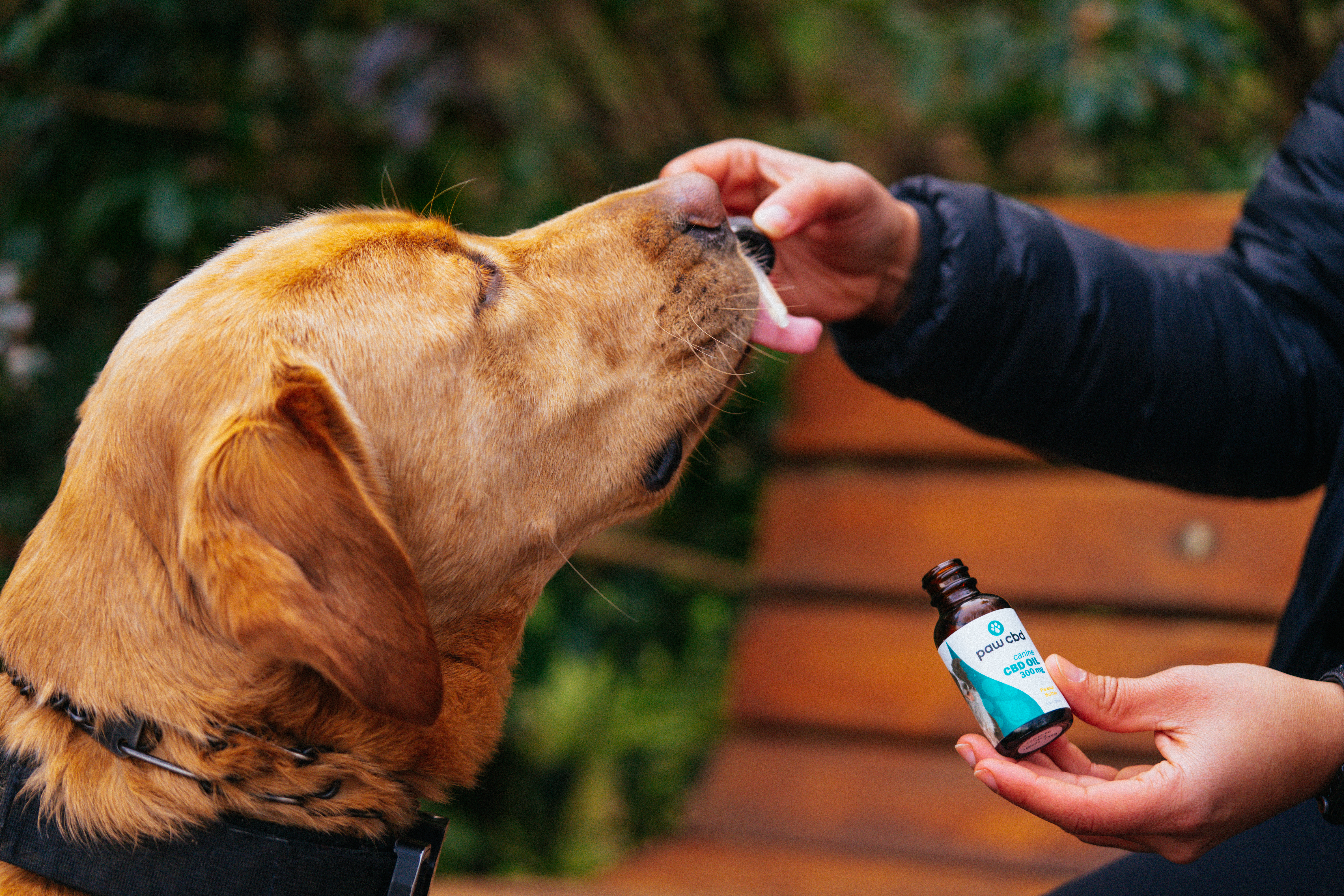 PawCBD Lab Pet Oil